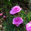Dianthus caryophyllus